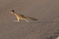 Roadrunner Bosque del Apache wildlife refuge in New Mexico