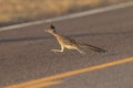 Roadrunner Bosque del Apache wildlife refuge in New Mexico