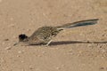 Roadrunner Bosque del Apache wildlife refuge in New Mexico