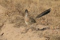 Roadrunner Bosque del Apache wildlife refuge in New Mexico