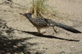 Roadrunner with a Crest and a Long Tail in the Desert