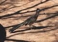 The roadrunner, a desert bird