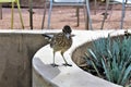 Roadrunner Desert Botanical Garden Phoenix, Arizona, United States