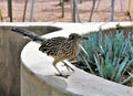 Roadrunner Desert Botanical Garden Phoenix, Arizona, United States