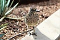 Roadrunner Desert Botanical Garden Phoenix, Arizona, United States