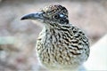 Roadrunner Desert Botanical Garden Phoenix, Arizona, United States