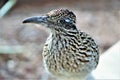 Roadrunner Desert Botanical Garden Phoenix, Arizona, United States