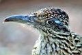 Roadrunner Desert Botanical Garden Phoenix, Arizona, United States