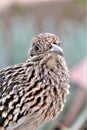 Roadrunner Desert Botanical Garden Phoenix, Arizona, United States