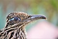 Roadrunner Desert Botanical Garden Phoenix, Arizona, United States