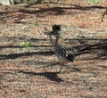 Roadrunner holding lizard