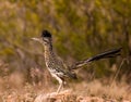 Roadrunner hunting at dusk Royalty Free Stock Photo