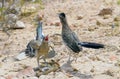 Roadrunner Mating Dance Royalty Free Stock Photo