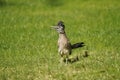 Roadrunner on grass 02