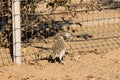 Roadrunner With Prey in Beak