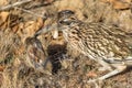 Roadrunner With prey