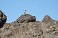 Roadrunner on a rock outcropping