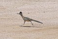 Roadrunner