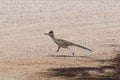 Roadrunner Royalty Free Stock Photo