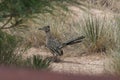 Roadrunner seeking lunch Royalty Free Stock Photo