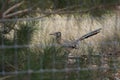 Roadrunner seen through fence Royalty Free Stock Photo