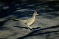 A Roadrunner Royalty Free Stock Photo