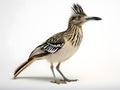 Roadrunners, also known as chaparral birds or chaparral cocks, are fast-running ground cuckoos. Generative AI