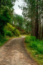 Roads in Tree Forest