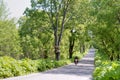 Roadside alley of secondary road, desert road between trees