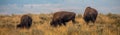 Roadside Bison Yellowstone National Park Royalty Free Stock Photo