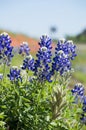 Roadside bluebonnets