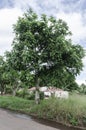 Roadside Cedar Tree