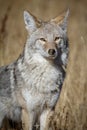 Yellowstone Coyote Royalty Free Stock Photo