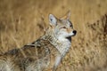 Yellowstone Coyote Royalty Free Stock Photo