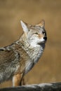 Yellowstone Coyote Royalty Free Stock Photo