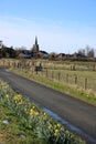 Roadside daffodils, road village church Pilling