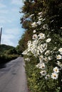 Roadside daisies