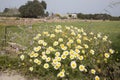 Roadside Daisies, Formentera; Balearic Islands