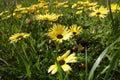 Roadside daisies