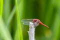 Roadside dragonfly Sympetrum flaveolum Royalty Free Stock Photo