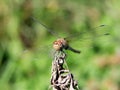 Roadside dragonfly (Sympetrum flaveolum) Royalty Free Stock Photo