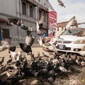 A roadside feeding frenzy involving pigeons. Royalty Free Stock Photo