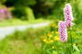 Roadside flower