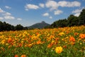 Roadside Flowers Royalty Free Stock Photo