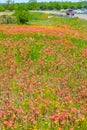 Roadside flowers carpet in Texas Austin Royalty Free Stock Photo