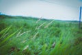 roadside grass in Hokkaido
