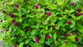 Roadside flowers after rain Both flowers and leaves are wet with rain. Royalty Free Stock Photo