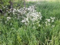 Roadside flowers Royalty Free Stock Photo