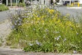 Roadside flowers in summer