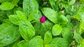 Roadside flowers wet in the rain are beautiful. Royalty Free Stock Photo